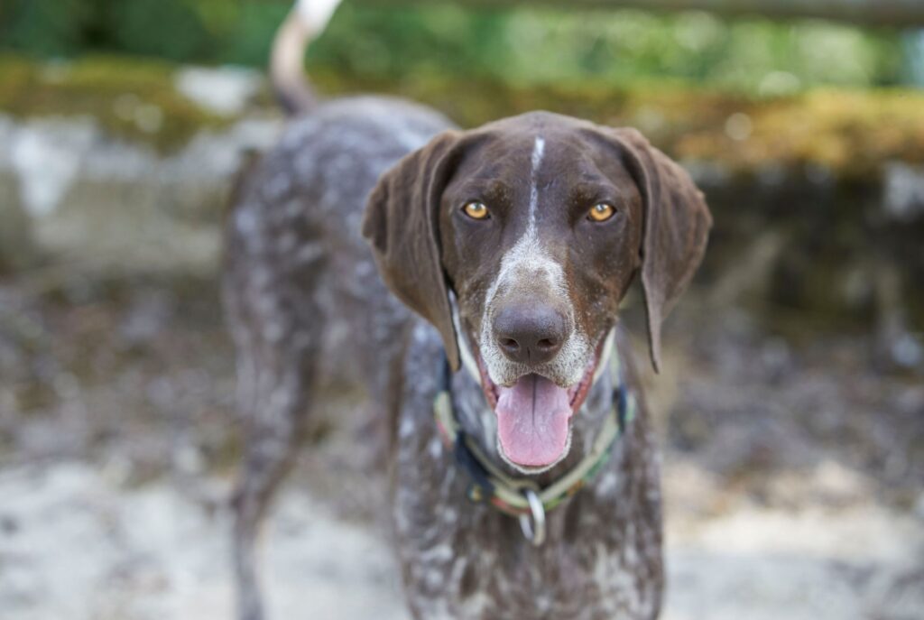 German Shorthaired Pointer Dog Breed Information & Guide