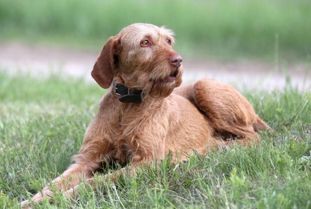 Wirehaired Vizsla Dog Breed Information & Complete Guide