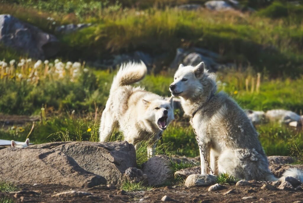 Greenland Dog Dog Breed Information & Complete Guide