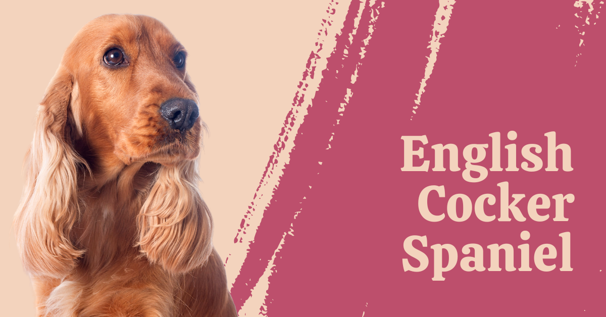 English Cocker Spaniel Dog Breed Information & Complete Guide