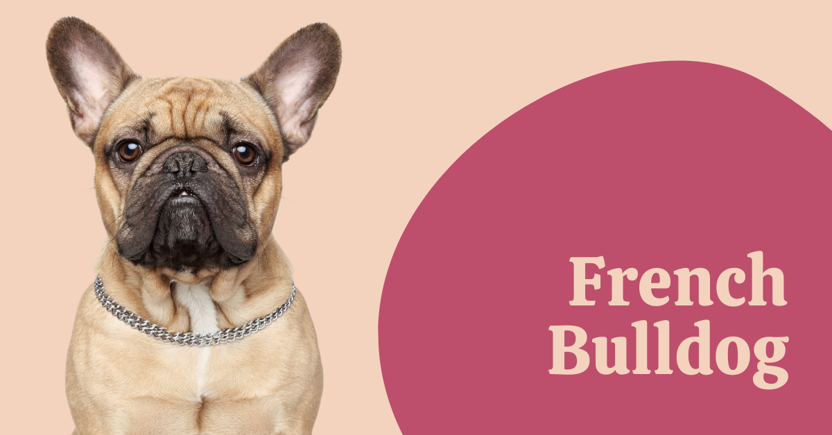 French Bulldog Dog Breed Information & Complete Guide