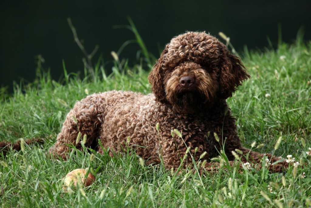 Lagotto Romagnolo Dog Breed Information & Complete Guide