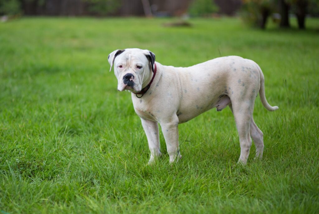 American Bulldog Dog Breed Information & Complete Guide