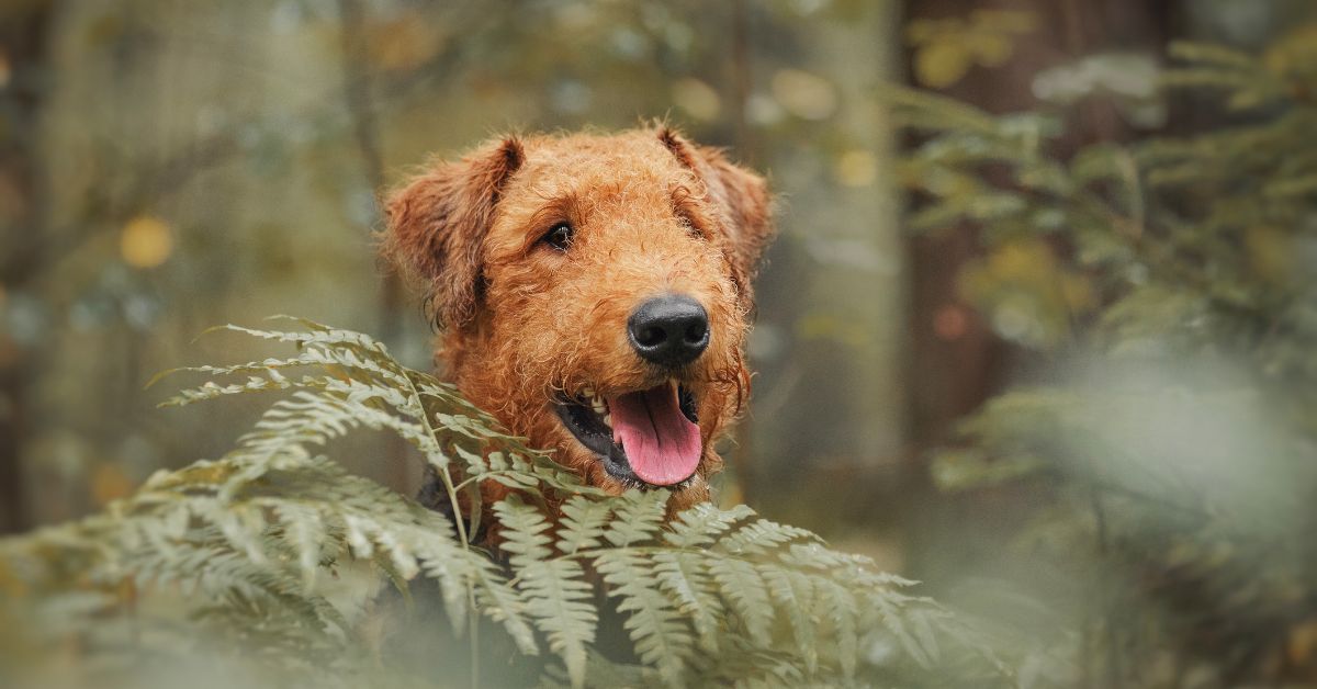 Airedale Terrier 23 